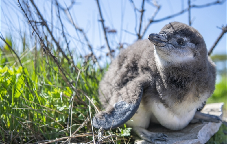 An African black-footed penguin chick at the New York Aquarium. CREDIT: (c)Julie Larsen Maher/WCS